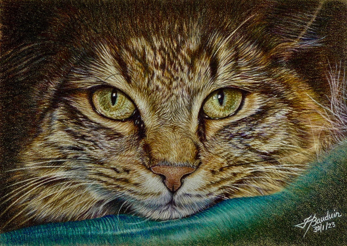 Kitten on Pastelmat using Colored Pencils with Mandy October 5, 12